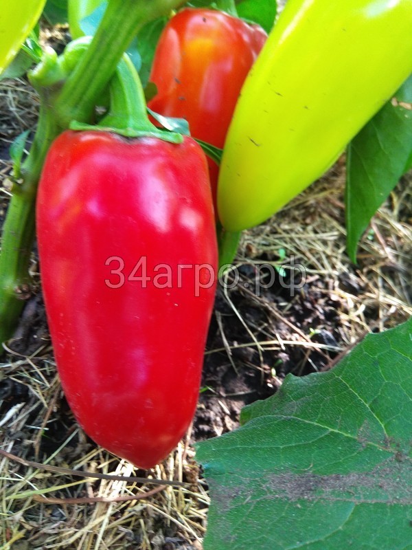 Перец Ласточка 20 гр.