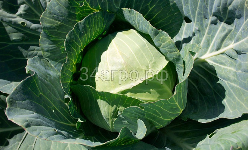 Капуста белокочанная Сторидор F1 2500 семян