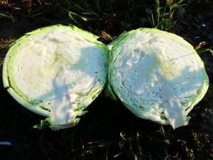 Капуста белокочанная KS 60 F1 100 семян