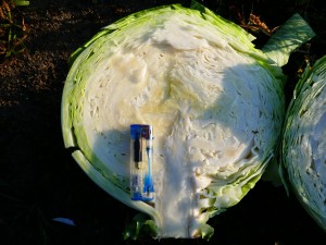 Капуста белокочанная KS 60 F1 100 семян