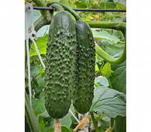 Огурец Северин F1 25 семян