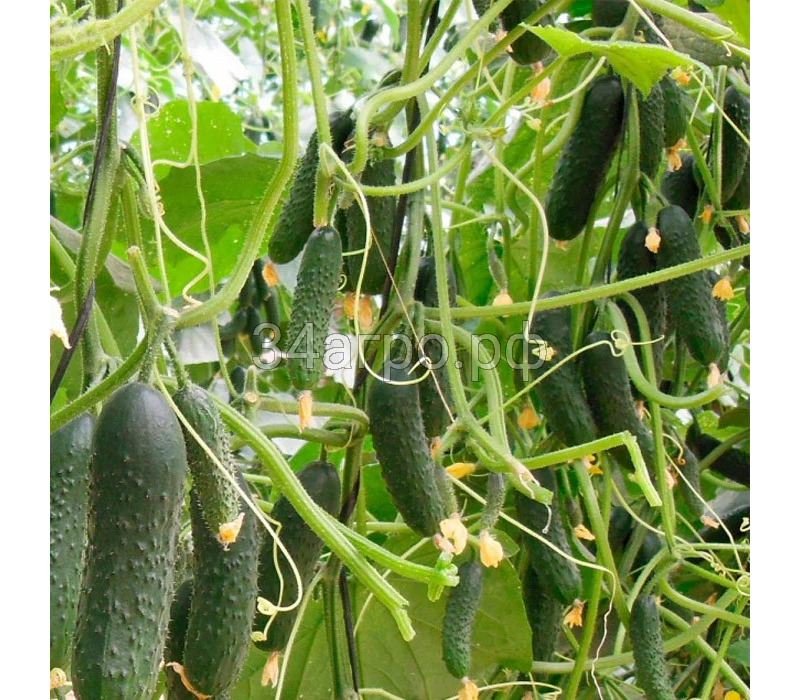 Огурец Северин F1 25 семян