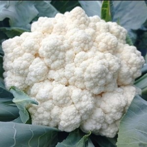 Капуста цветная Вайтекс F1 100 семян