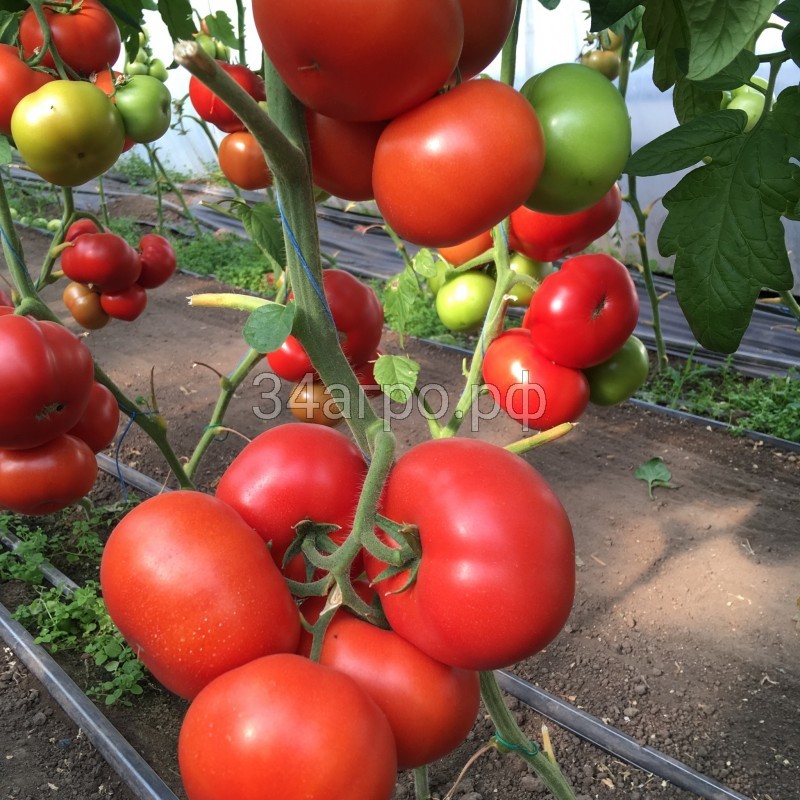 Томат Рестлер F1 50 семян