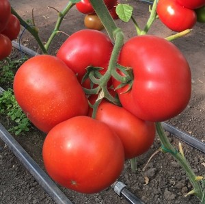 Томат Рестлер F1 100 семян