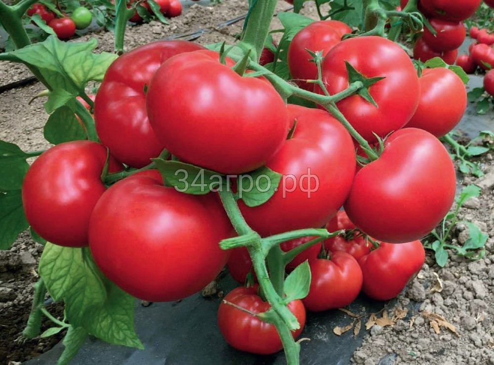 Томат Матиссимо F1 500 семян