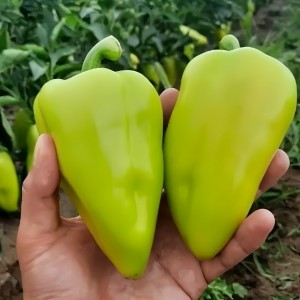 Перец сладкий Амаретта F1 1000 семян