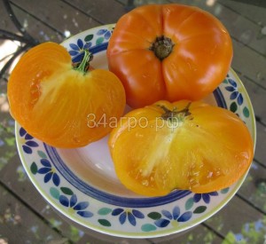 Томат Хурма 100 шт.