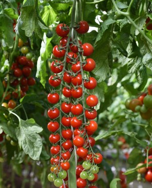 Томат Терек 100 шт.