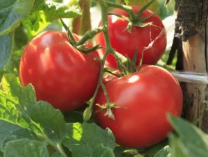 Томат Волгоградский 5/95 50 гр.