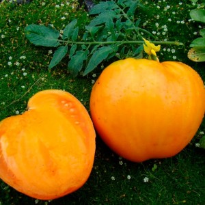 Томат Медовый плод 100 гр.