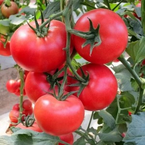 Томат Ляна Розовая 20 гр.