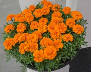 Бархатцы отклоненные Чика Оранж 100 семян