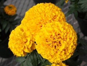 Бархатцы прямостоячие Тайшан Голд 100 семян