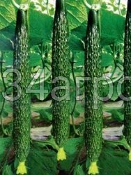 Огурец Китайский длинный F1 1 гр