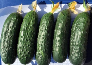 Огурец Ирлэнд F1 25 семян копия