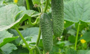 Огурец Амур F1 25 семян