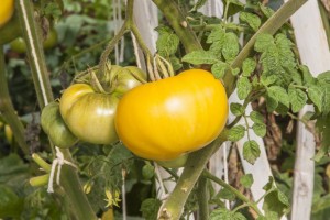 Томат Гигант лимонный 9 гр.